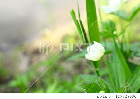 White honeysuckle flowers among green leaves 127725636