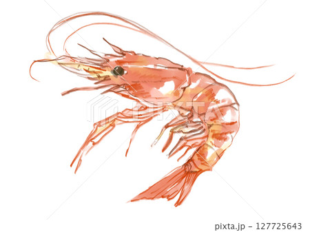 新鮮で美味しそうな海老の手描き水彩イラスト 127725643