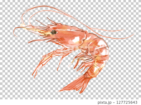 新鮮美味的蝦手繪水彩插畫 127725643