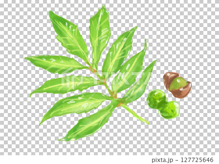 新鮮で美味しそうな山椒の水彩イラスト 127725646