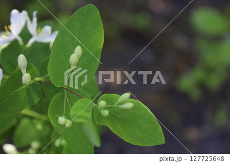 White honeysuckle flowers among green leaves 127725648