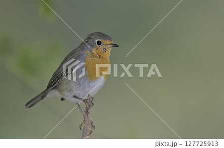 European Robin - Erithacus rubecula, Greece 127725913