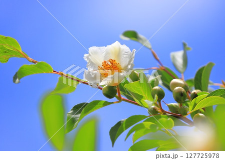 可憐な夏椿(ナツツバキ)の花とつぼみ 可憐な夏椿(ナツツバキ)の花とつぼみ 127725978