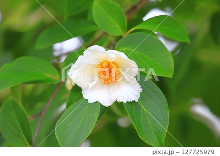 可憐な夏椿（ナツツバキ）の花とつぼみ 127725979
