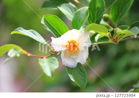 可憐な夏椿（ナツツバキ）の花とつぼみ 127725984