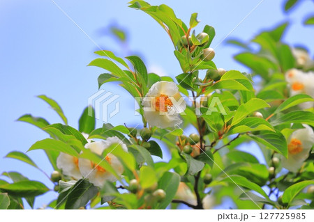 可憐な夏椿（ナツツバキ）の花とつぼみ 127725985