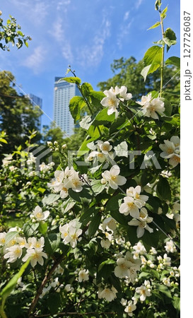 White jasmine flowers blooming in a city park under a bright blue sky. The image conveys the concept of nature flourishing amidst urban life. White jasmine flowers blooming in a city park under a bright blue sky. The image conveys the concept of nature flourishing amidst urban life. 127726087