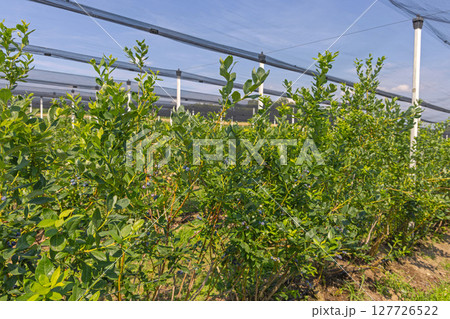 Blueberry Fruits Bush 127726522