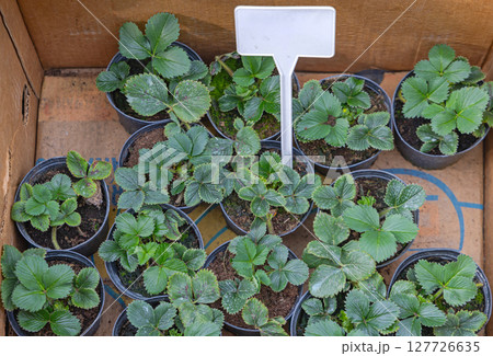 Strawberry Plants in Pots Strawberry Plants in Pots 127726635