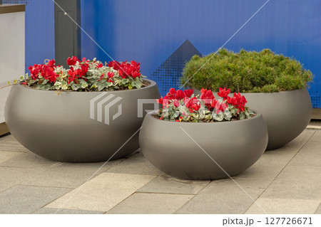 Potted Plants Flowers Potted Plants Flowers 127726671