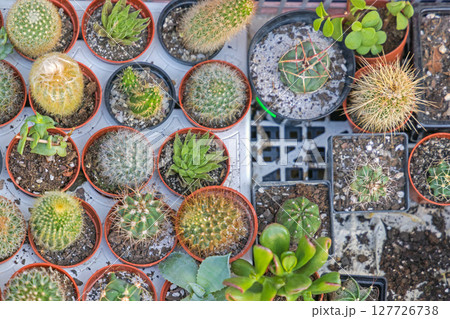 Cactus Plants To View 127726738