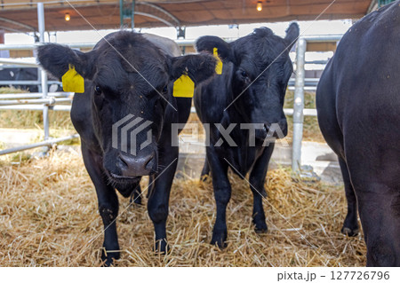 Black Cows Barn Farm 127726796