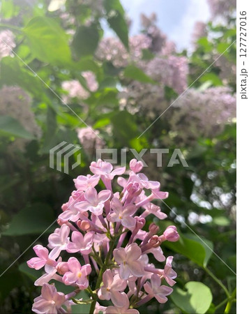 Blooming lilac flowers in soft focus. 127727016