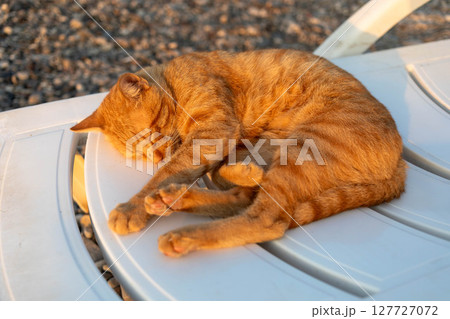 Ginger cat peacefully sleeping on a white plastic chair in warm sunlight during sunset Ginger cat peacefully sleeping on a white plastic chair in warm sunlight during sunset 127727072