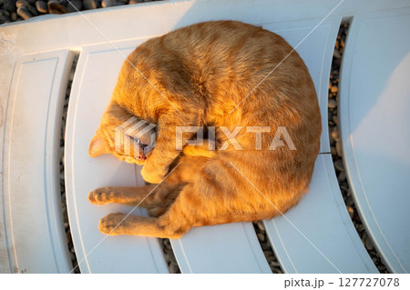 Ginger cat curled up peacefully on a white lounge chair basking in warm sunlight 127727078