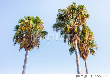 Tall palm trees with vibrant green fronds against a clear blue sky in a tropical setting Tall palm trees with vibrant green fronds against a clear blue sky in a tropical setting 127727086