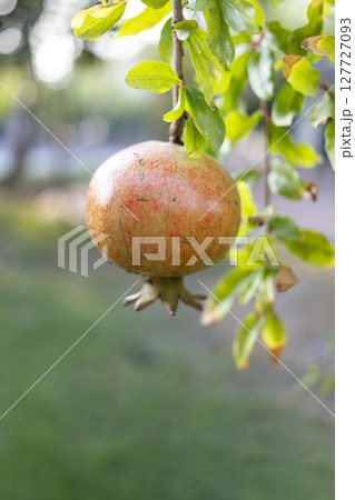 Ripe pomegranate hanging from a branch surrounded by vibrant green leaves in a garden 127727093