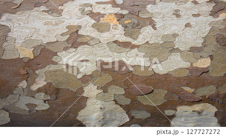 Close up of colorful sycamore tree bark showing natural camouflage pattern 127727272