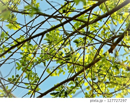 young spring tree branches with leaves against blue sky upward view forming lines going horizontally 127727297