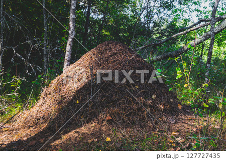 Anthill in the forest 127727435