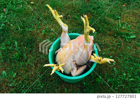 Couple of chickens carcasses with yellow claws placed in green bucket on green grass Couple of chickens carcasses with yellow claws placed in green bucket on green grass 127727801