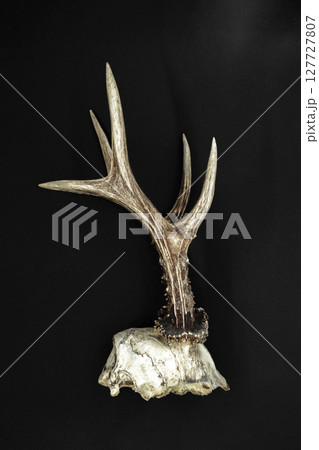Deer antlers with a skull Deer antlers with a skull 127727807