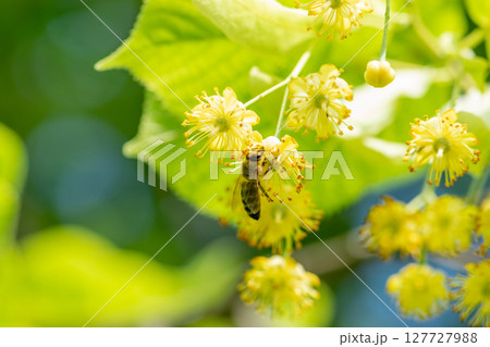 Bee taking nectar from lime tree 127727988