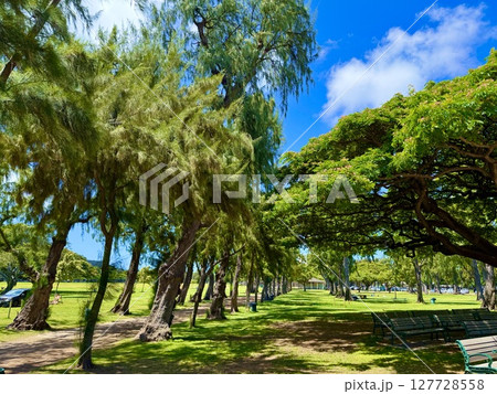 『ハワイ』新緑に包まれるカピオラニ公園 127728558