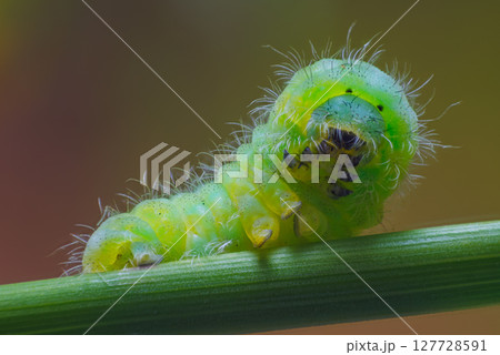 Black spotted yellow Caterpillar. Portrait of caterpillar 127728591