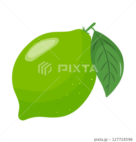 Fresh green lime, hand drawn view of whole lime fruit. Fresh green lime, hand drawn view of whole lime fruit. 127728596