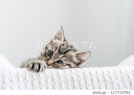 Playful tabby kitten peeking over white knitted surface. Ideal for concepts of curiosity, playfulness and charming pet moments 127729762