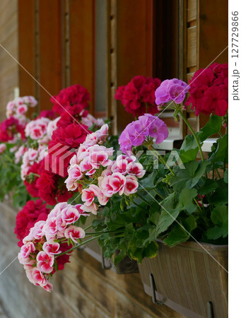 Geranium in pot on the external wall of a wooden house Geranium in pot on the external wall of a wooden house 127729866