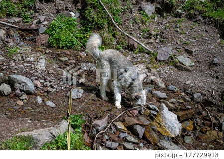 Dog drinking from mountain stream in rocky alpine forest environment 127729918