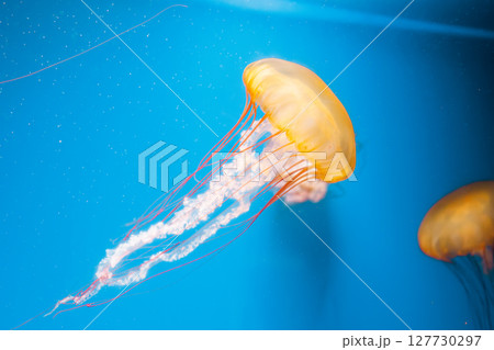 underwater photography jellyfish Chrysaora fuscescens, Pacific sea nettle, West Coast sea nettle 127730297