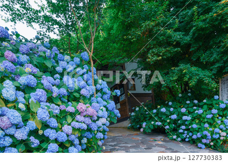 山門に咲く紫陽花 127730383