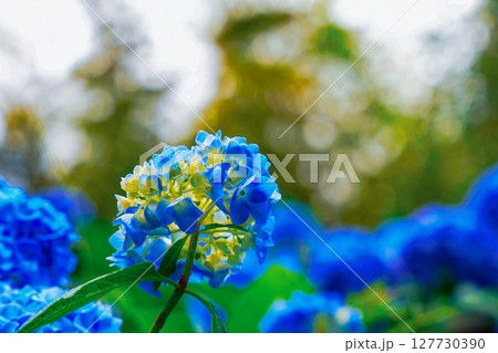 青い紫陽花 青い紫陽花 127730390