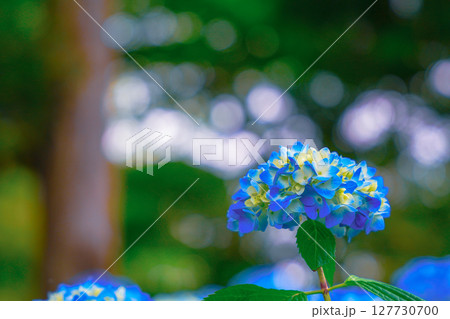 青い紫陽花 青い紫陽花 127730700