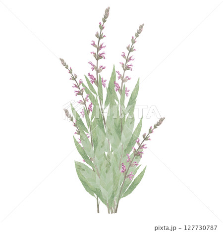 Bouquets of medicinal herbs. Echinacea,salvia,valerian,cornflower,Hypericum,chamomile.Hand-drawn isolated set of clip-art on white.Realistic images for packaging, textiles,wedding,cards,menu 127730787