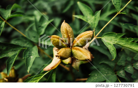 Seed head of tree peony. Paeonia suffruticosa growing in countryside garden. Seed head of tree peony. Paeonia suffruticosa growing in countryside garden. 127730791