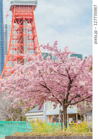 プリンス芝公園の河津桜と東京タワー プリンス芝公園の河津桜と東京タワー 127730867