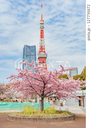 プリンス芝公園の河津桜と東京タワー プリンス芝公園の河津桜と東京タワー 127730872