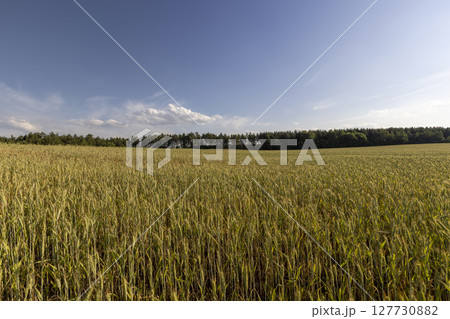 production of agricultural rye plants in eastern Europe during sunset production of agricultural rye plants in eastern Europe during sunset 127730882
