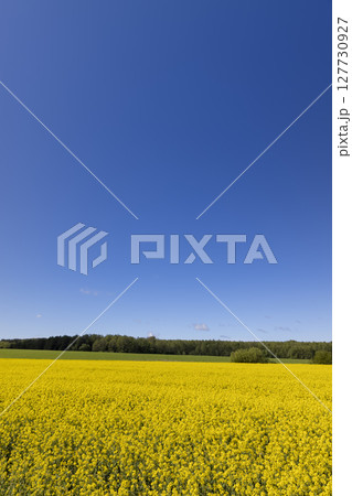 field with rapeseed flowers in sunny weather in summer season, yellow field with flowers against a blue sky field with rapeseed flowers in sunny weather in summer season, yellow field with flowers against a blue sky 127730927
