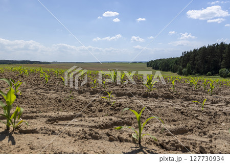 corn in a field, sweet corn in eastern Europe against a blue sky with clouds, landscape photography corn in a field, sweet corn in eastern Europe against a blue sky with clouds, landscape photography 127730934