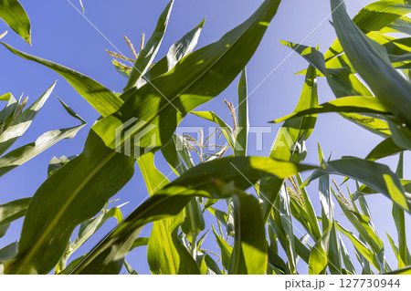 a large field with a good harvest of corn during the corn blooming, closeup, view from below 127730944