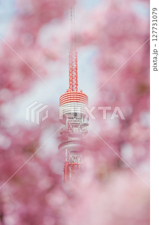 河津桜に囲まれた東京タワー 127731079