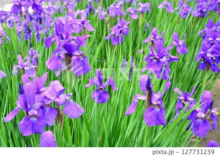 アヤメの花 127731239