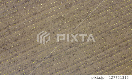 田植え後の水田に朝日反射をドローンで空撮 田植え後の水田に朝日反射をドローンで空撮 127731313