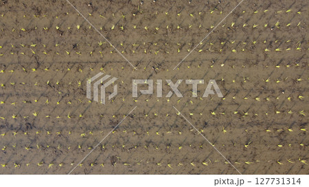 田植え後の水田に朝日反射をドローンで空撮 田植え後の水田に朝日反射をドローンで空撮 127731314