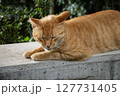 昼寝をする野良猫（茶トラ） 127731405